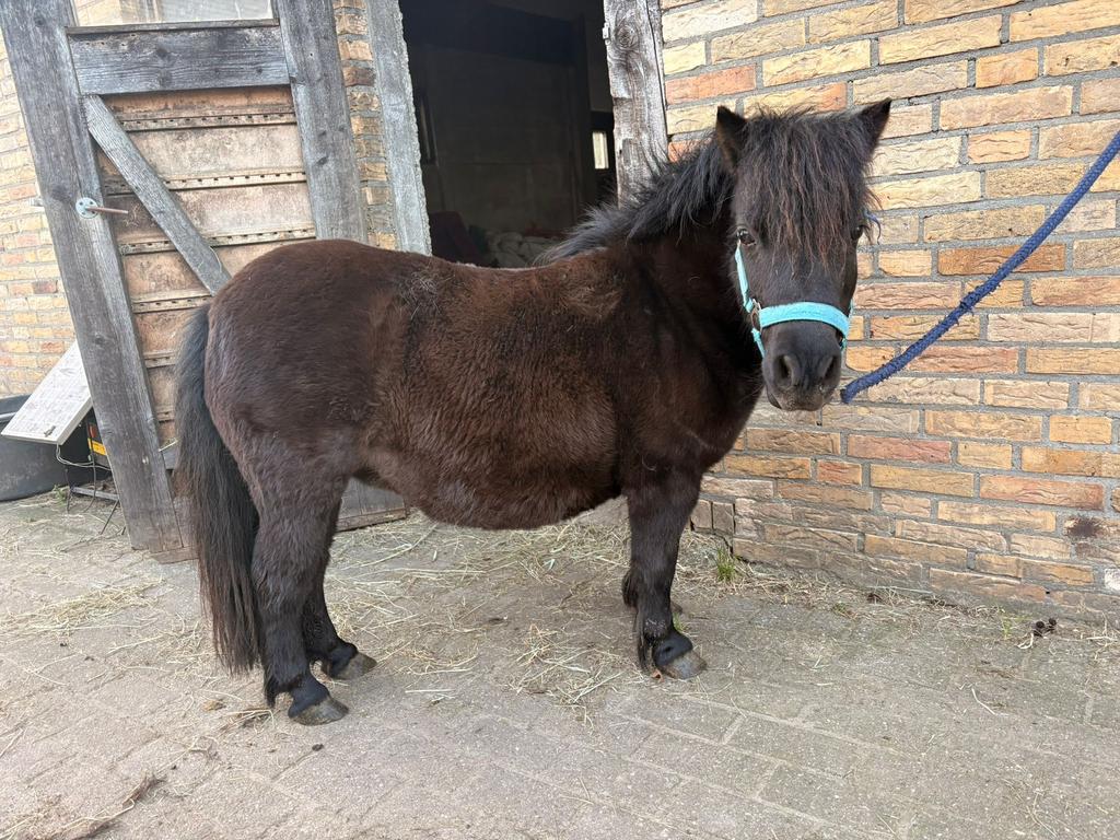 Super mooie falabella’s te koop, Met stamboom, A pony (tot 1.17m), 7 tot 10 jaar, Onbeleerd