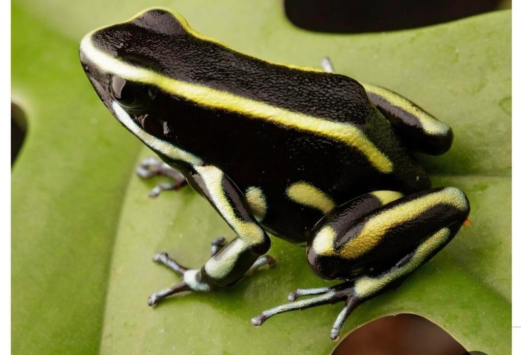 Dendrobates Truncatus