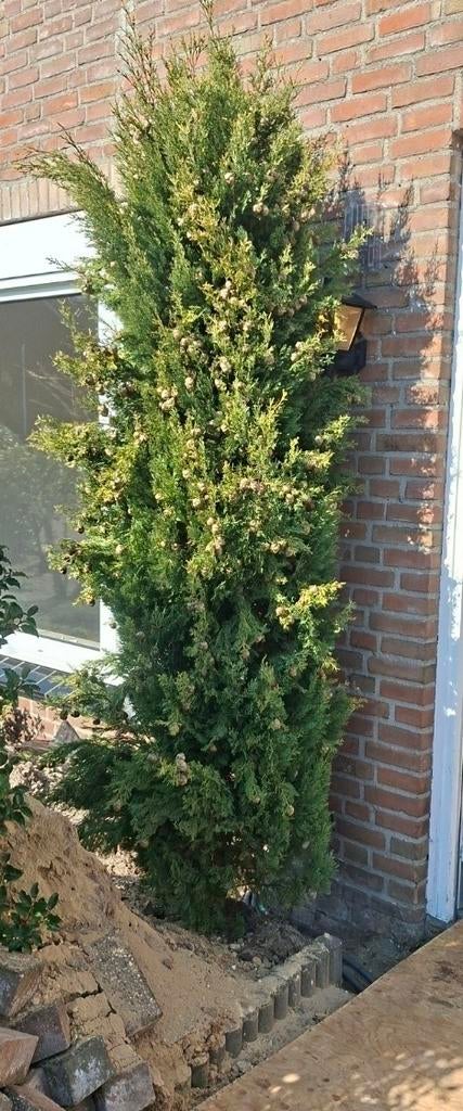 Gratis ophalen conifeer, Hulst, buxus, Tuin en Terras, Planten | Bomen, Bloeit niet, Halfschaduw, 100 tot 250 cm, Overige soorten