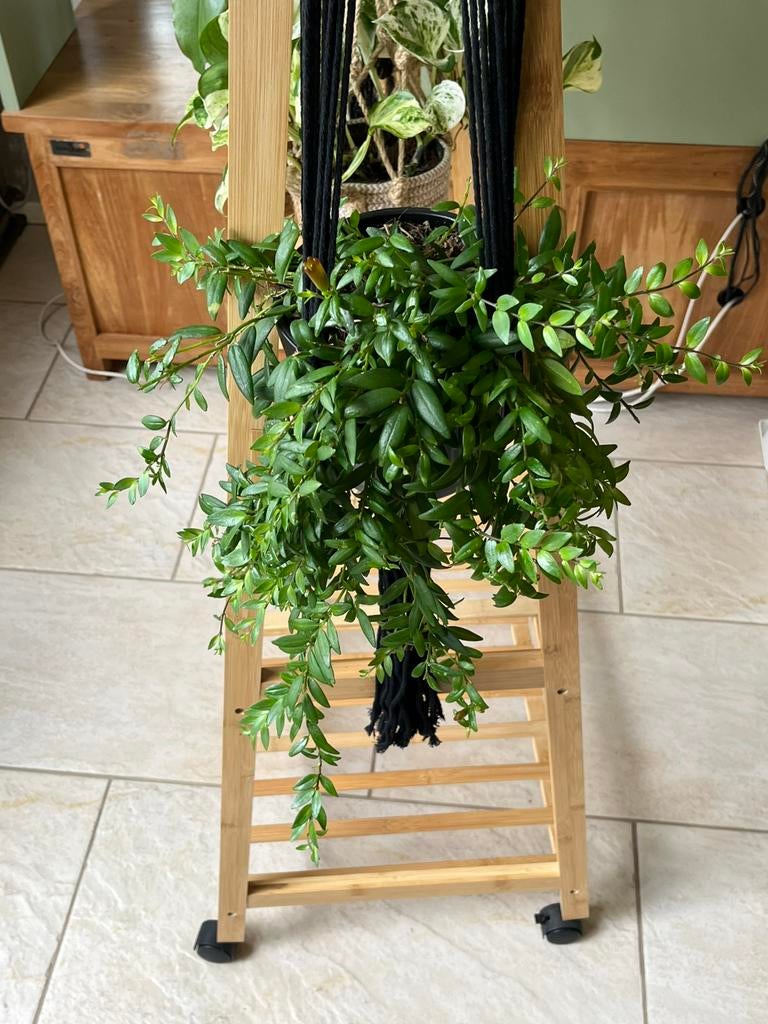 Mooie lipstickplant compleet met leuke zwarte hanger, Huis en Inrichting, Kamerplanten, Minder dan 100 cm, Bloeiende kamerplant