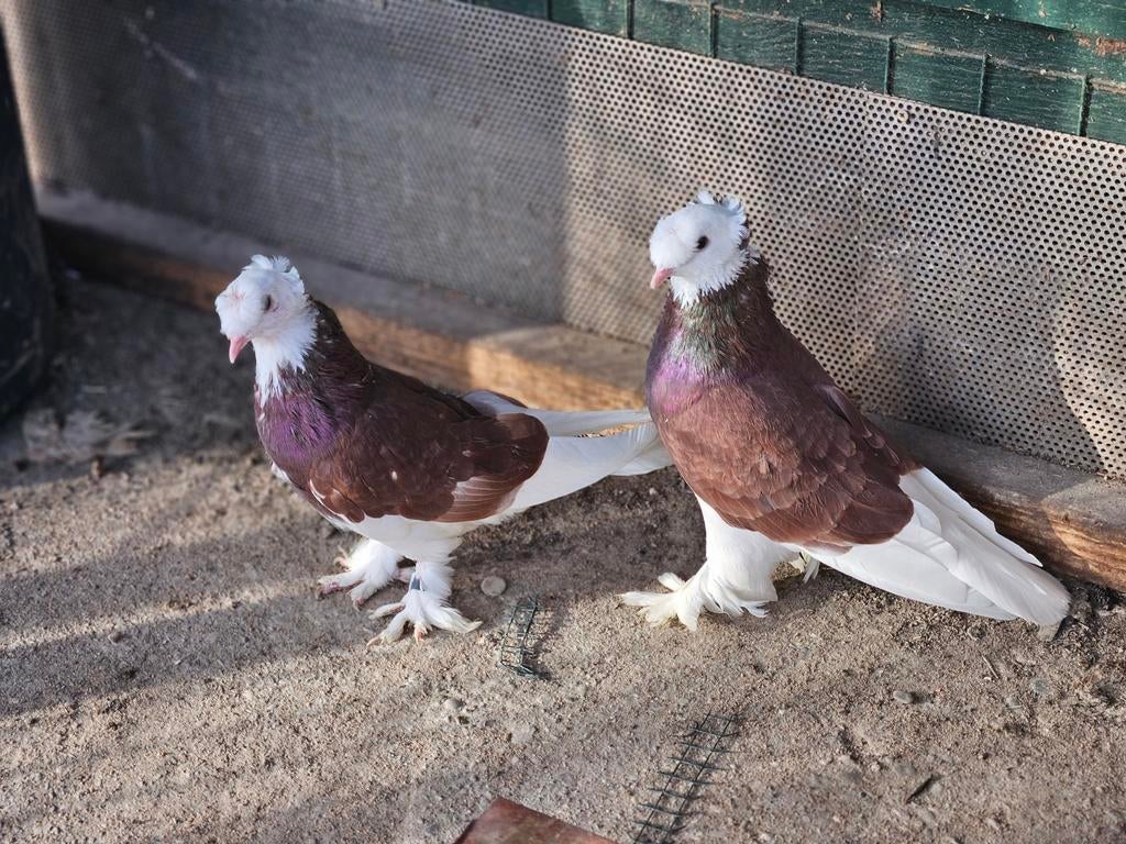 Takla Elif'li( Ala )