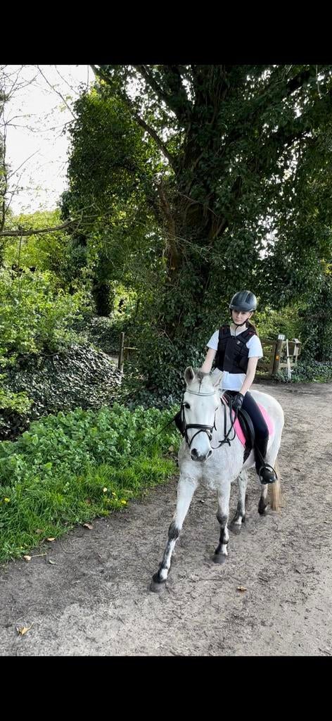 C spring pony Connemara x Welsh Ruin, Dieren en Toebehoren, Pony's, B, Ruin, Springpony, 3 tot 6 jaar