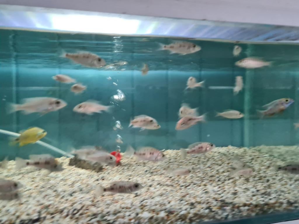 Aulonocara Maylandi Malawi Cichliden, Vis, Zoetwatervis