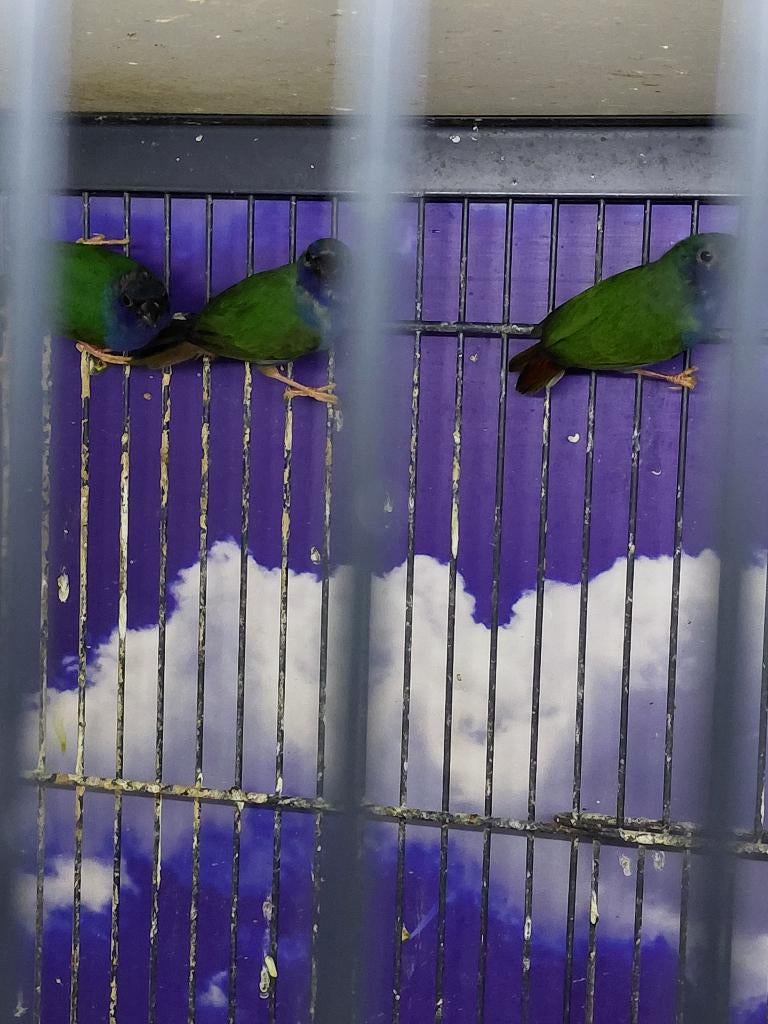 Forbes papagaaiamadine l Verschillende koppels, Meerdere dieren, Tropenvogel, Geringd