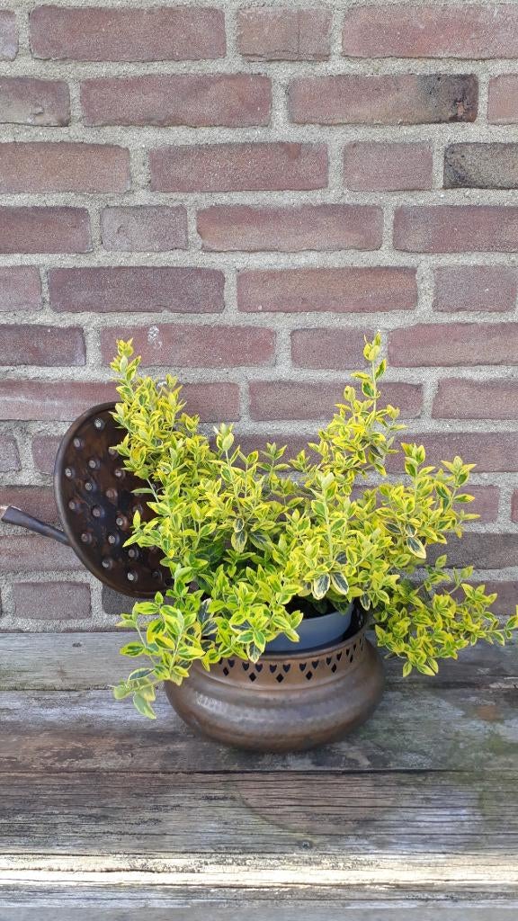 Bloempot, Overige materialen, Rond, Minder dan 40 cm, Tuin