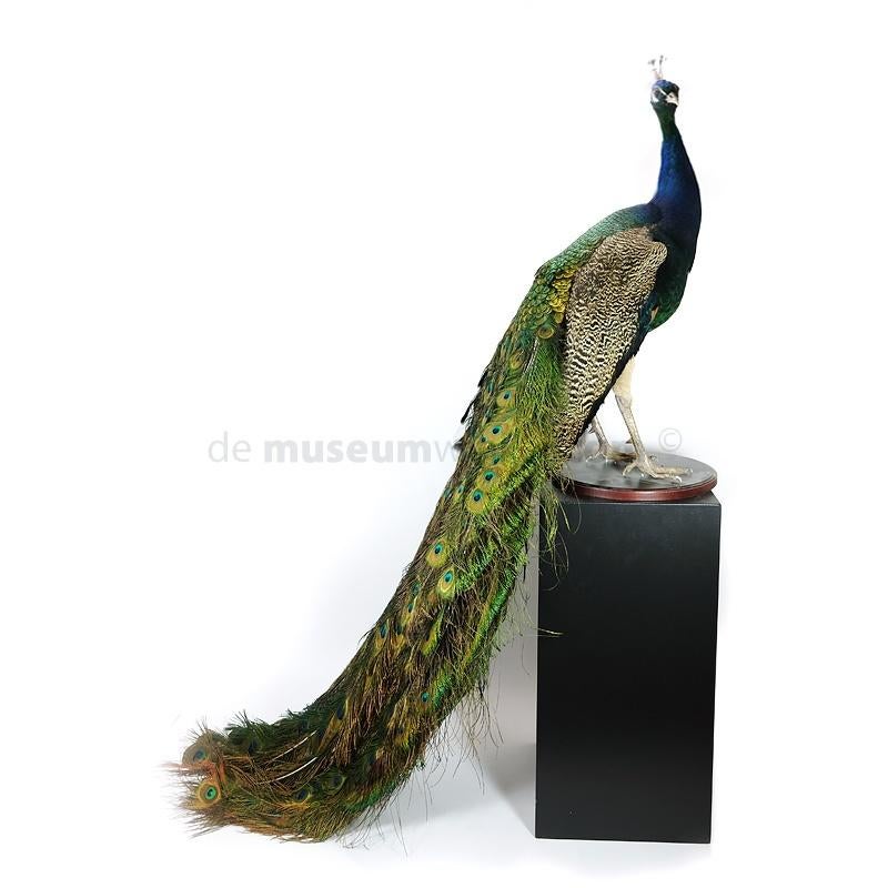 Diverse kleurrijke opgezette pauwen te koop!, Ophalen of Verzenden, Nieuw, Vogel, Opgezet dier