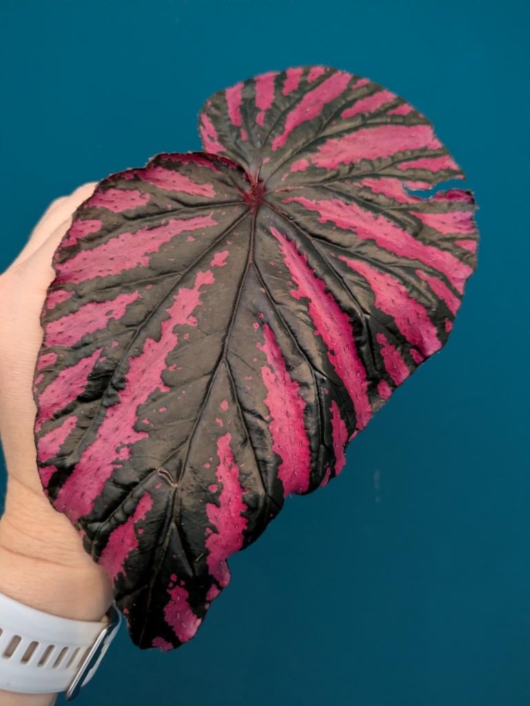 Begonia Brevirimosa, Amphioxus, Oldemore, Listada, Metallica, Ophalen of Verzenden, Halfschaduw, Minder dan 100 cm