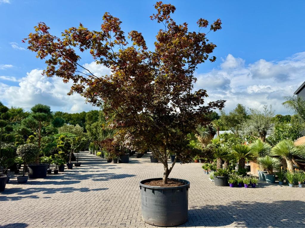 Exclusieve solitaire Acer palmatum Bloodgood 380/400 cm, Bloeit niet, Halfschaduw, Overige soorten, 250 tot 400 cm