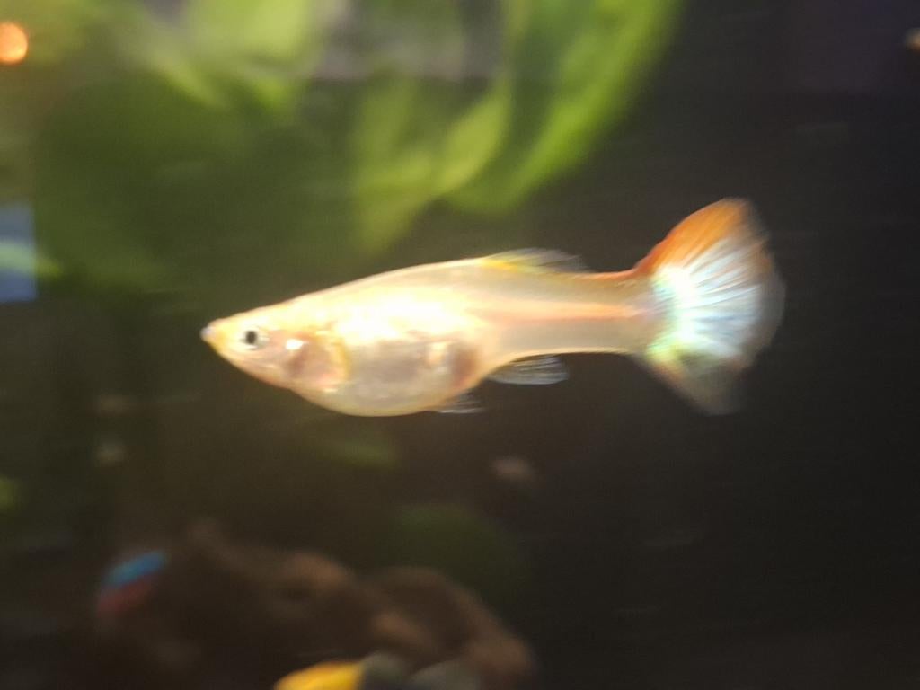 Guppies man/vrouw, Dieren en Toebehoren, Vissen | Aquariumvissen, Vis