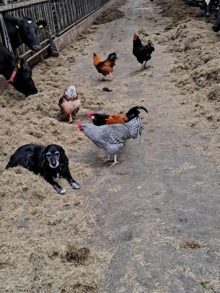 Haan, Dieren en Toebehoren, Mannelijk, Kip