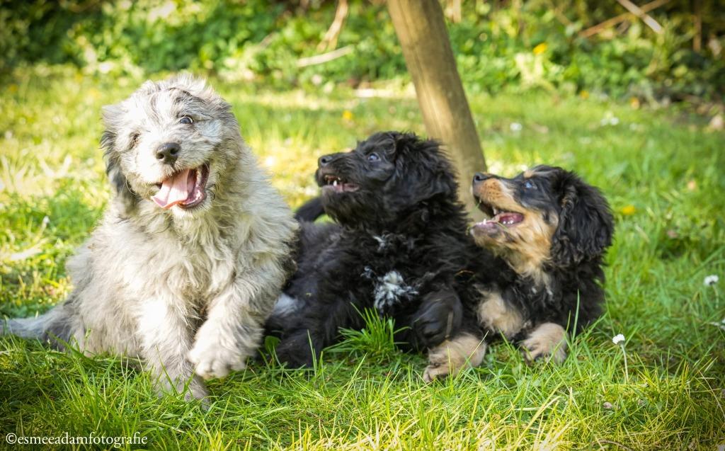 Doggie Farmhouse Carpe Diem Bernedoodle wachtlijst open!, Parvo, Overige rassen, 8 tot 15 weken, Meerdere