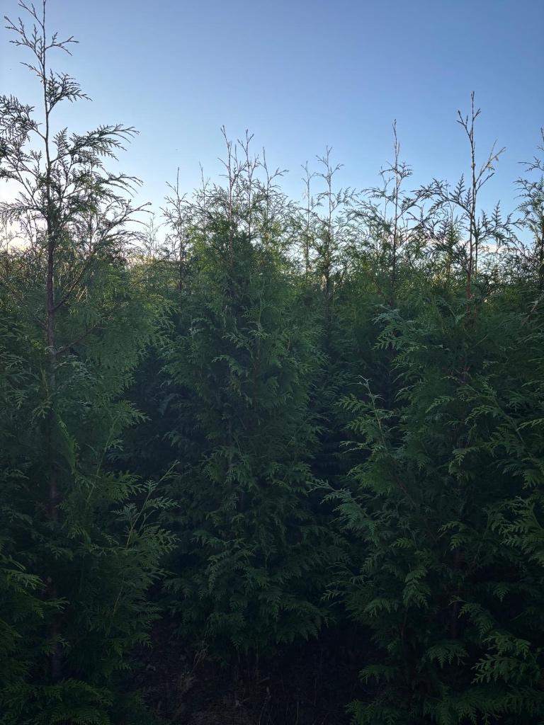 Thuja plicata ‘Excelsa’ hoogte 200 cm, Ophalen of Verzenden, Conifeer, Haag, 100 tot 250 cm