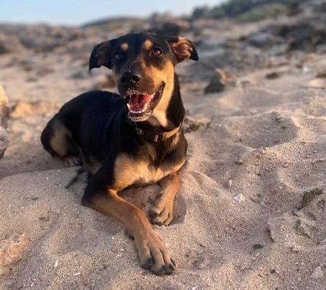 NIEUW HUISJE GEZOCHT Luna, Dieren en Toebehoren, Overige rassen, 1 tot 2 jaar, Teef, Parvo