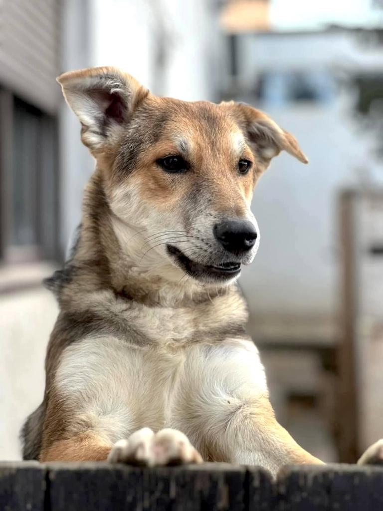 GEORGIA, VROLIJK, MENSGERICHT, LIEF JONG TEEFJE WACHT OP U, Dieren en Toebehoren, Honden | Niet-rashonden, Middel, Teef, Particulier