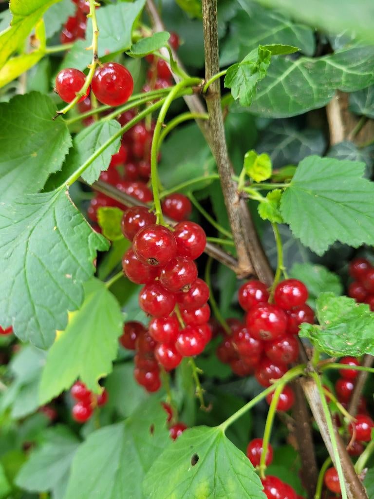 Bessenstruiken in verschillende soorten!, Ophalen of Verzenden, Overige soorten, Struik, Minder dan 100 cm