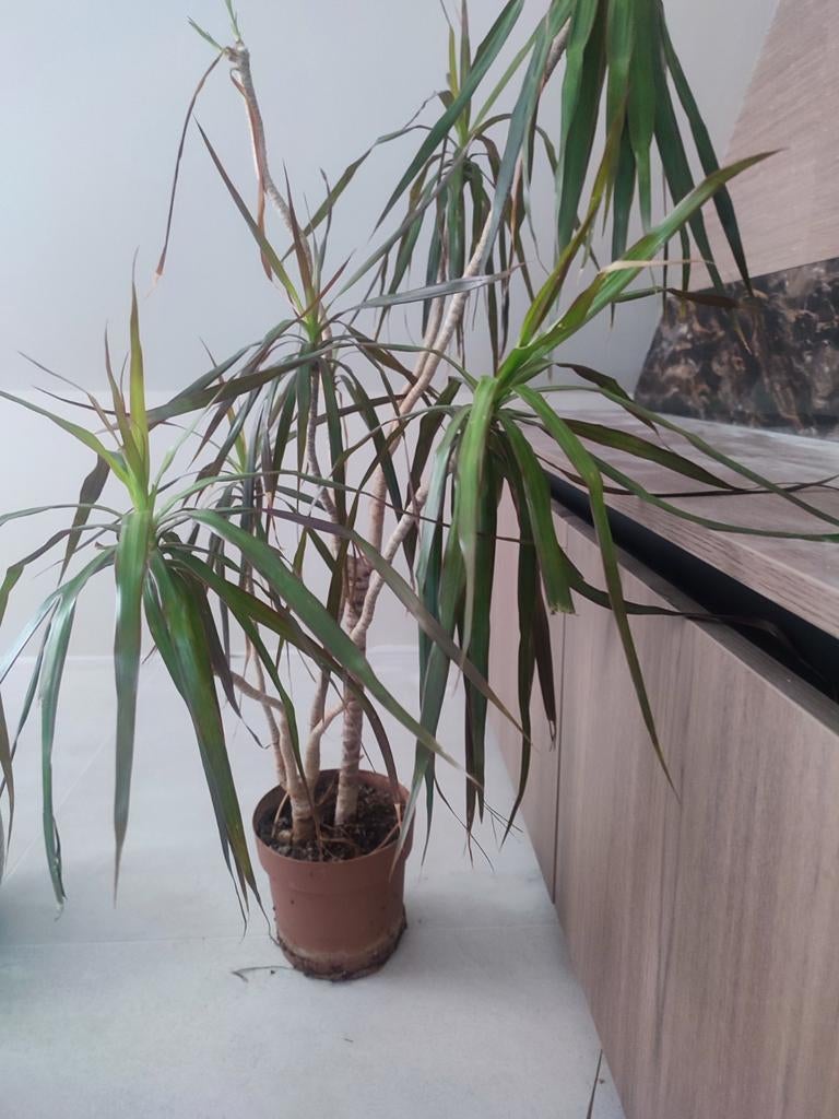 Dracaena - Elegante kamerplant voor elk interieur, Ophalen, Halfschaduw, 100 tot 150 cm