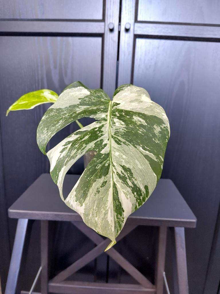 Monstera Albo stek 4, Huis en Inrichting, Kamerplanten, Ophalen, Overige soorten, Halfschaduw, Minder dan 100 cm