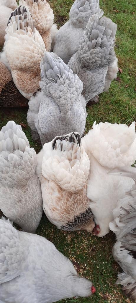 brahma broedeieren parelgrijs zalm blauw isabel wit kuiken, Dieren en Toebehoren, Pluimvee, Geslacht onbekend, Kip