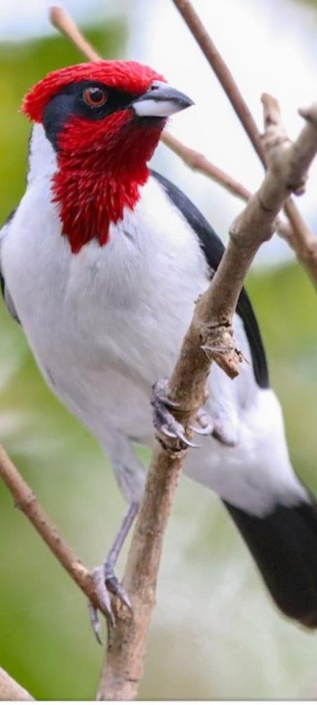 Maskerkardinaal, Mannelijk, Geringd