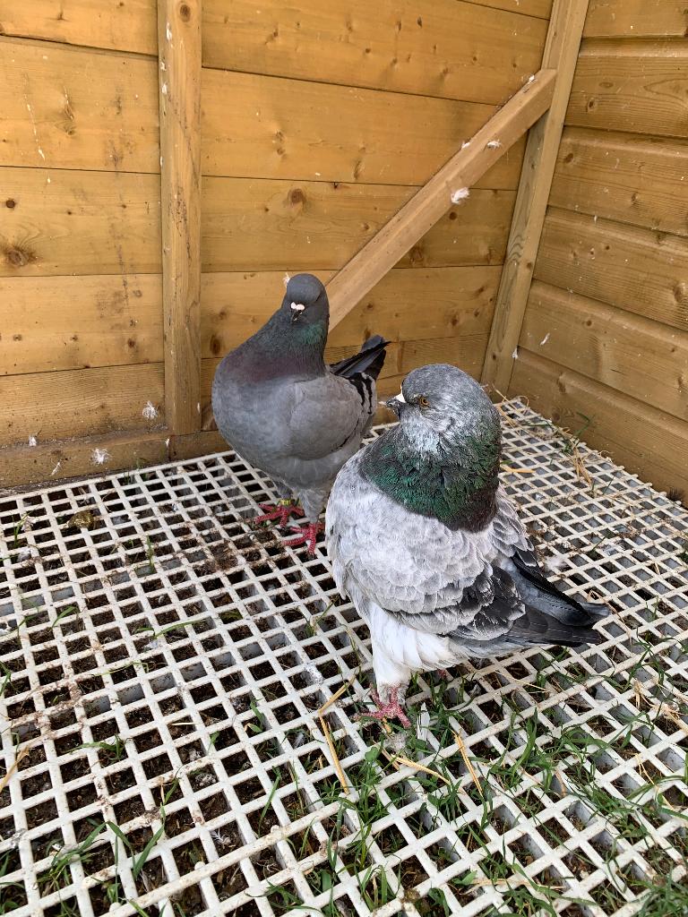 Schitterend koppel king duiven, Meerdere dieren, Overige soorten