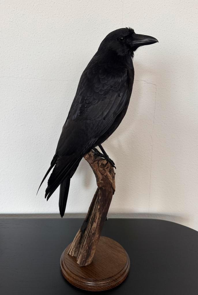 Mooie opgezette kraai, Ophalen, Zo goed als nieuw, Vogel, Opgezet dier