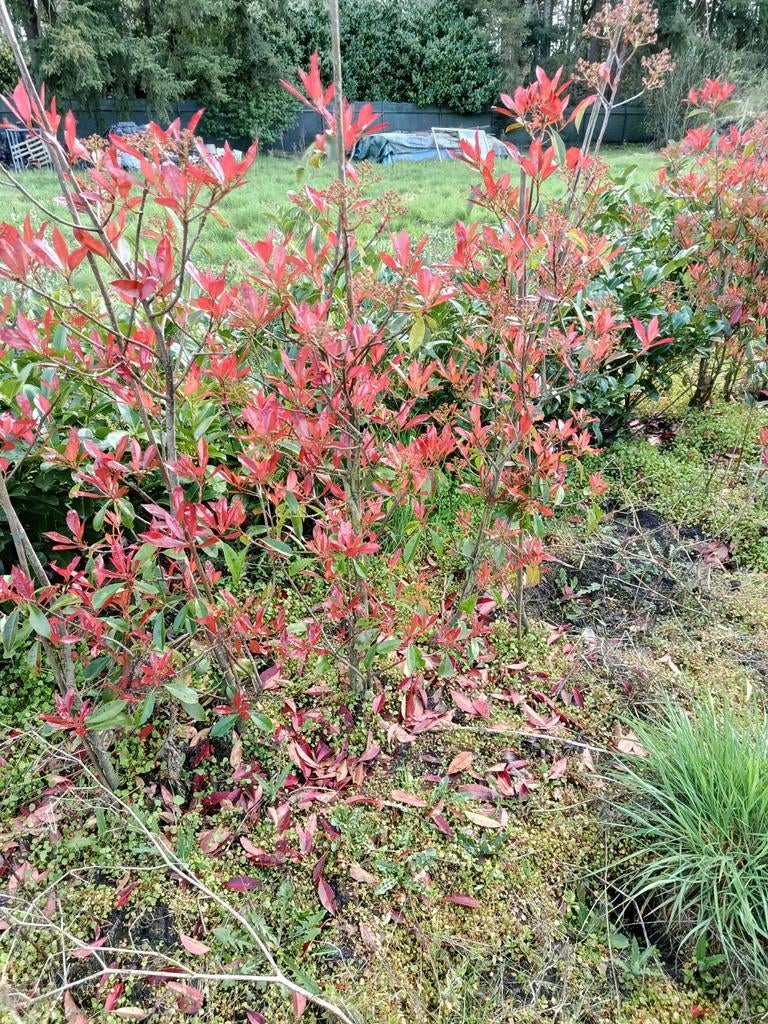 Glans mispel, Photinia Red Robin op stam, Tuin en Terras, Ophalen, Overige soorten, Halfschaduw