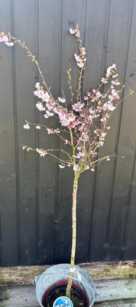 Prunus, Ophalen, Volle zon, Overige soorten, 100 tot 250 cm