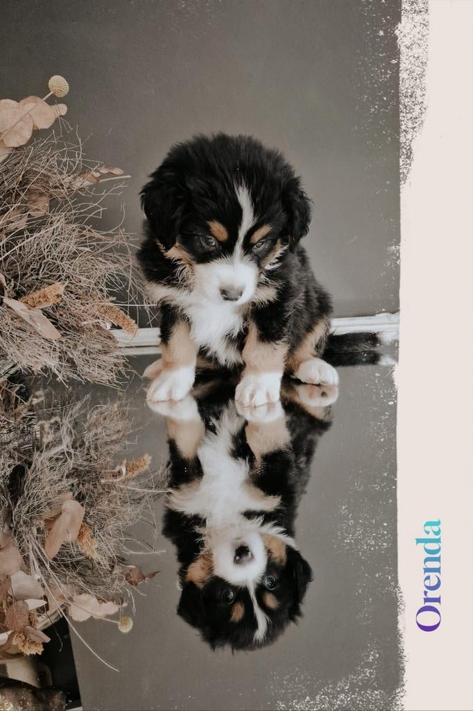Australian Shepherd pups met FCI/RvB Stamboom, Dieren en Toebehoren, Honden | Herdershonden en Veedrijvers, Parvo, Nederland, 8 tot 15 weken