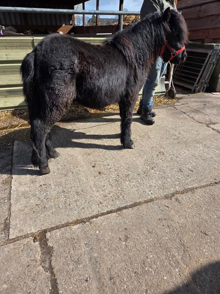 Te koop 2 shetlander ruinen, Dieren en Toebehoren, Paarden, Minder dan 160 cm, Ruin, Gechipt, 11 jaar of ouder