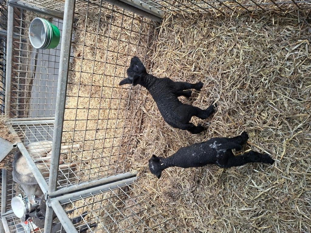 Fleslammeren  te koop  bonte / texelaar swifter, Dieren en Toebehoren, Meerdere dieren, Schaap