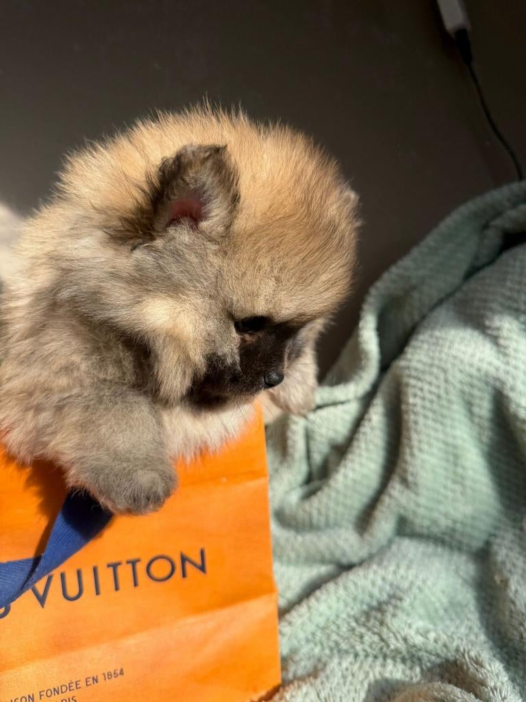 Pomeriaan pups, Dieren en Toebehoren, Honden | Poolhonden, Keeshonden en Oertypen, Parvo, Overige rassen, 8 tot 15 weken, Meerdere