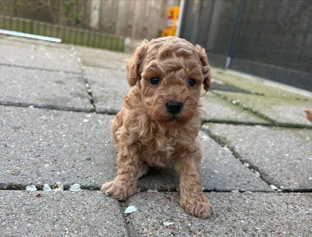 Toypoedel puppy’s, Poedel, 8 tot 15 weken, Parvo, Meerdere