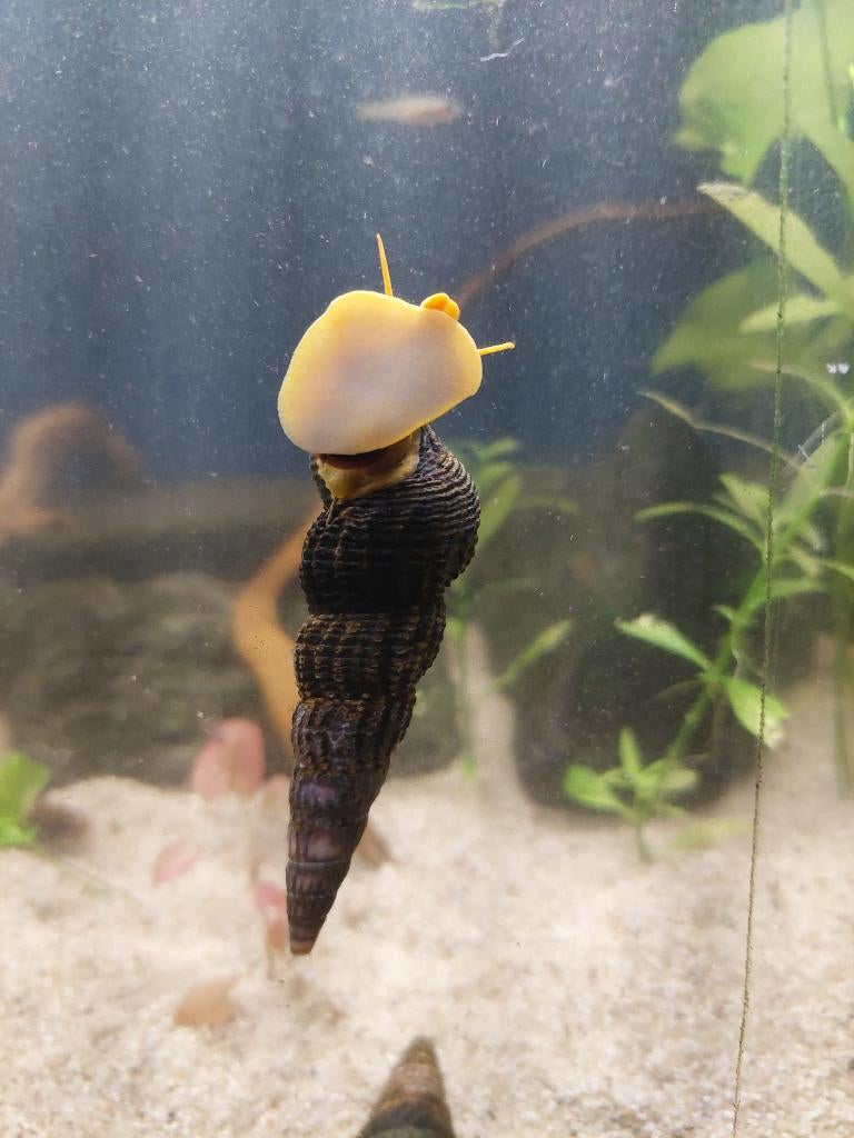 Sulawesi Slak (Tylomelania sp.), Dieren en Toebehoren, Vissen | Aquariumvissen, Zoetwatervis, Slak of Weekdier