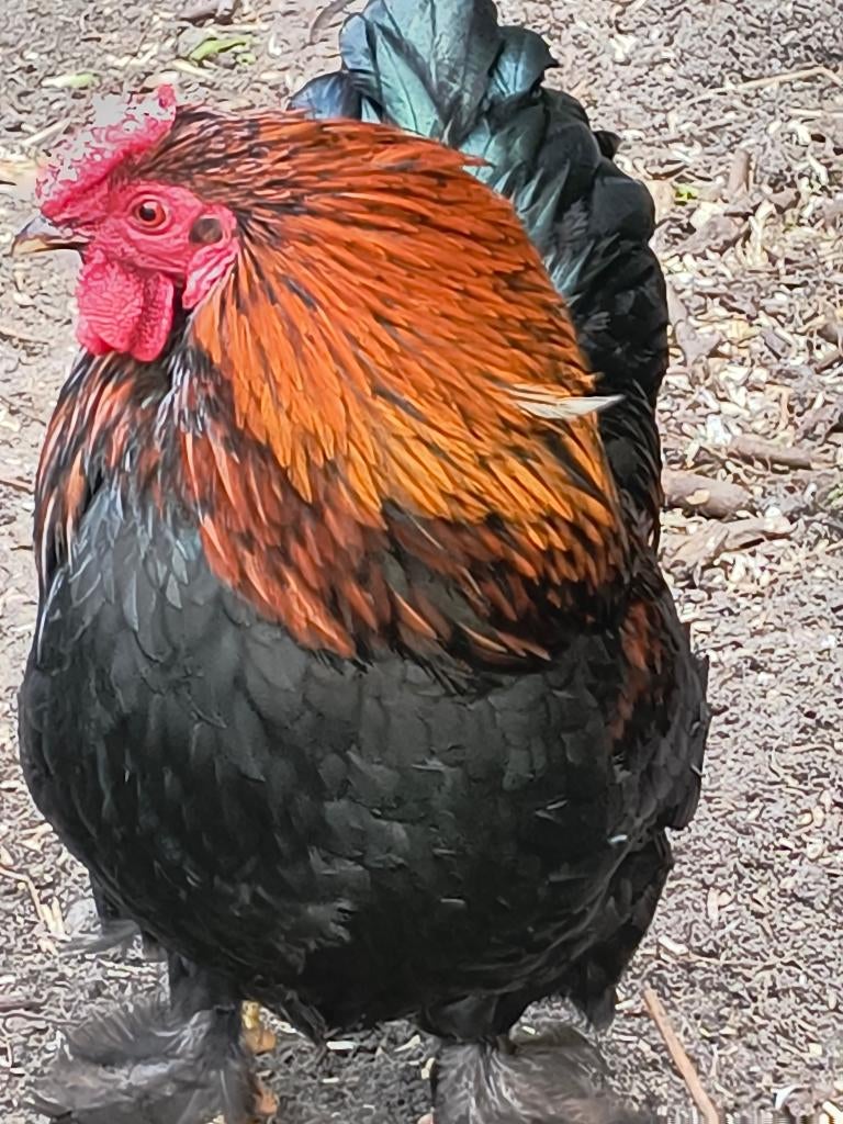 hanen, Dieren en Toebehoren, Pluimvee, Mannelijk, Kip