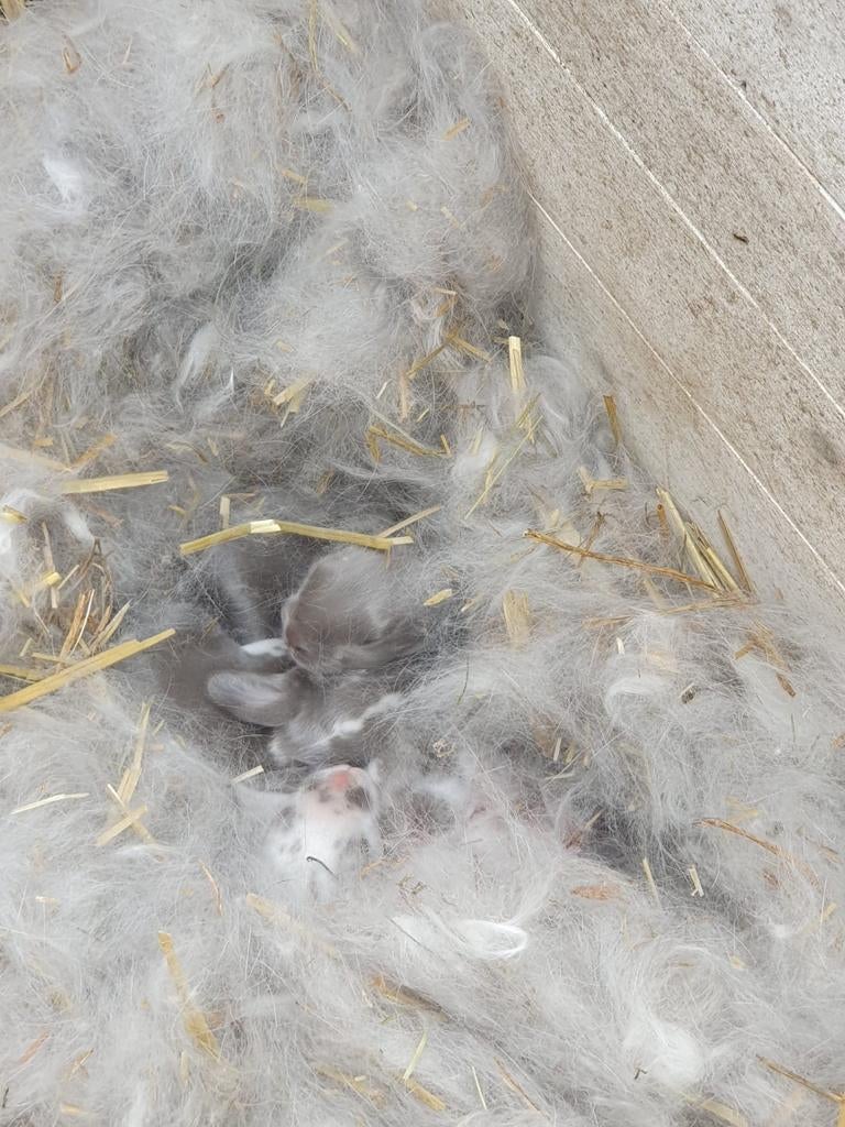 Nestje Franse hangoren., Dieren en Toebehoren, Konijnen, Meerdere dieren, Groot, Hangoor, 0 tot 2 jaar