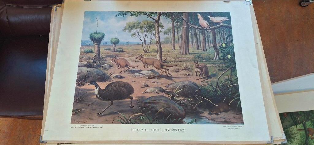 Schoolplaat, Antiek en Kunst, Antiek | Schoolplaten, Ophalen, Natuur en Biologie