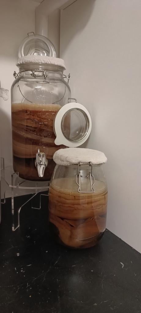 Kombucha scoby's, Ophalen of Verzenden