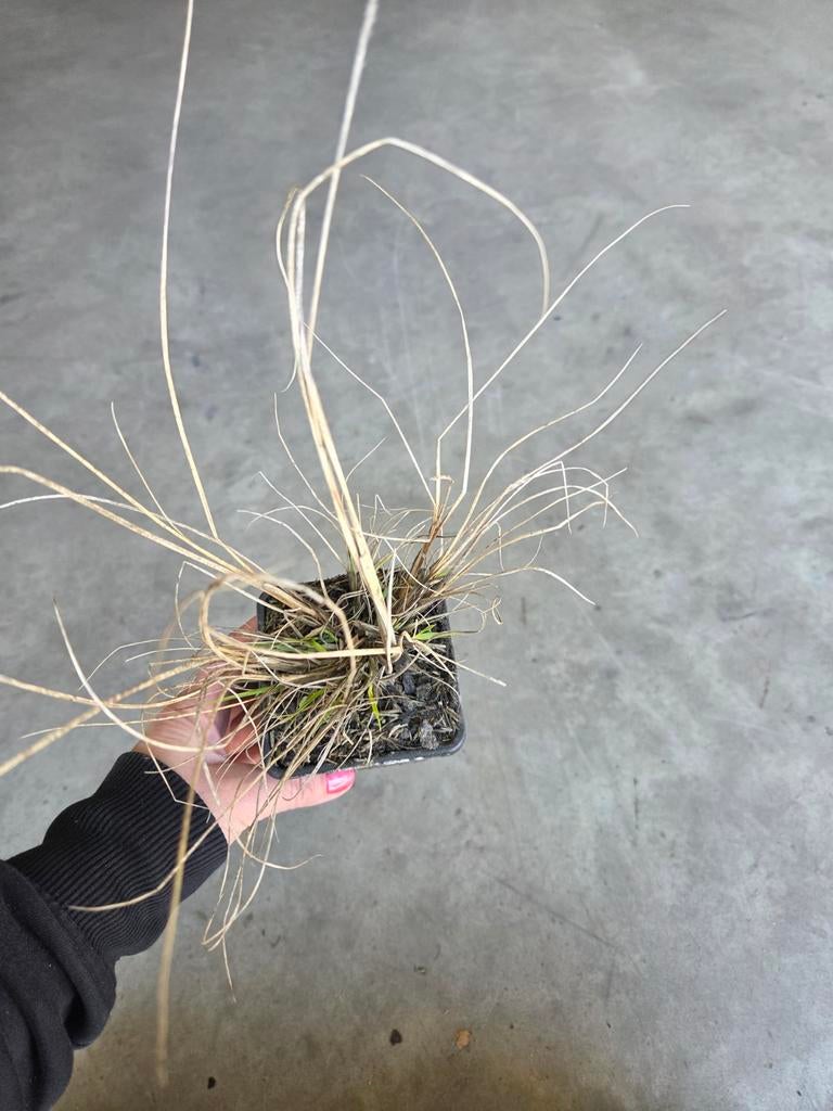 Pennisetum ‘Hameln’ – Siergras (P9) Lampenpoetser, Tuin en Terras, Planten | Tuinplanten, Ophalen, Vaste plant, Siergrassen, Halfschaduw