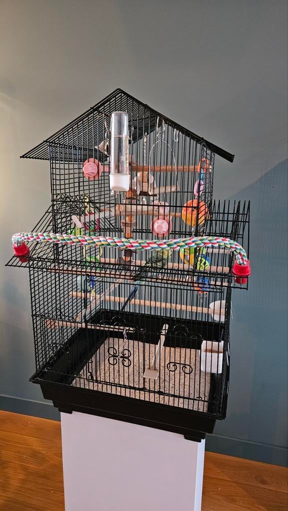 Grasparkietje met kooi en toebehoren, Vrouwelijk, Parkiet