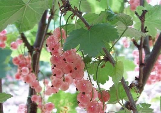 Roze aalbes stekken "pink champagne", Ophalen, Overige soorten, Struik, Minder dan 100 cm