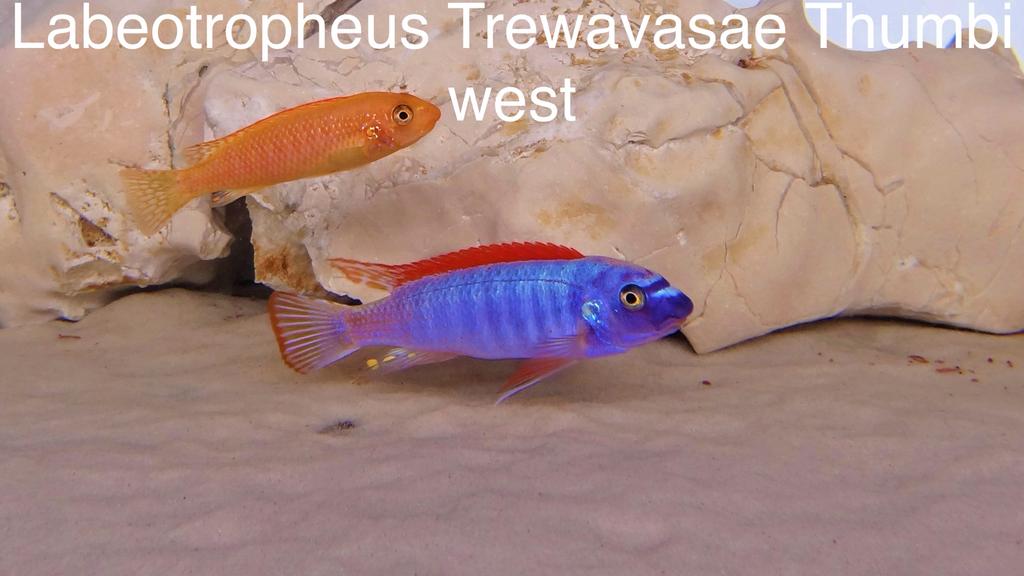 Labeotropheus Trewavasae Thumbi west ( malawi cichliden ), Vis