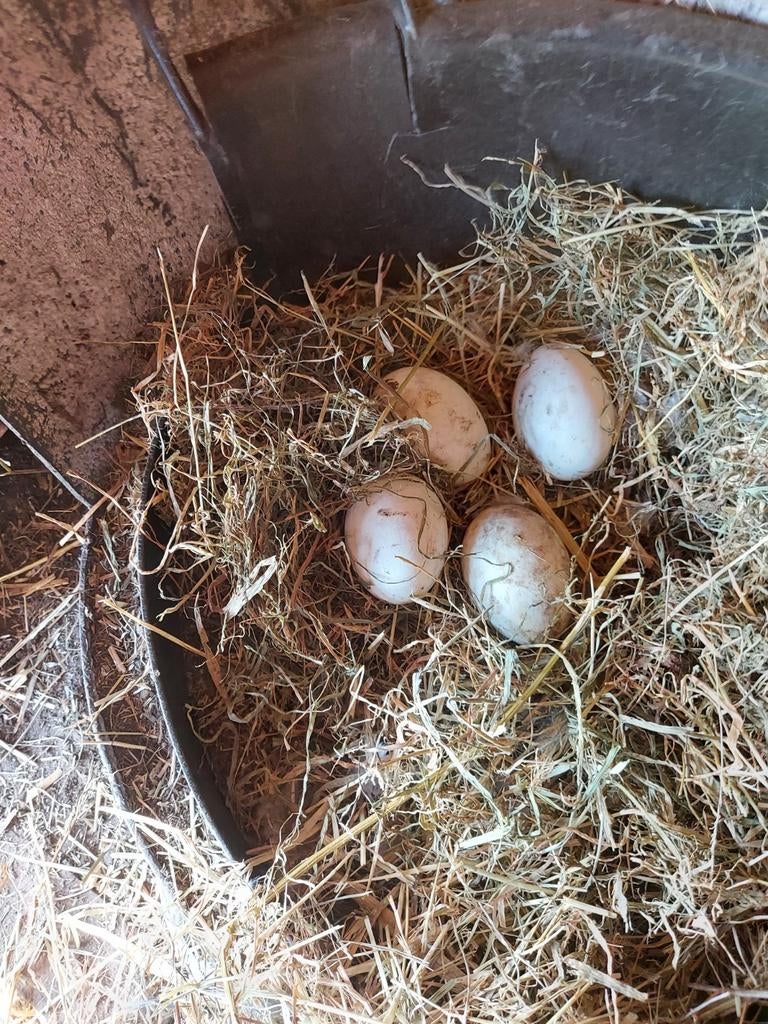 Ganzen eieren €1 per stuk, Geslacht onbekend, Gans of Zwaan