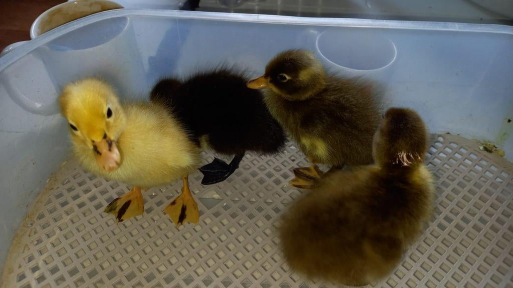 Te koop indische loopeenden pulletjes per 26  April, Meerdere dieren, Kip