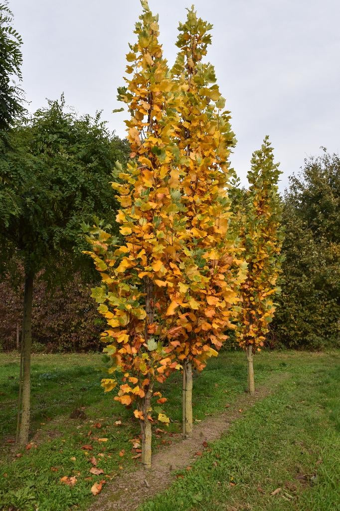 Bomen Veel soorten zie beschrijving, Ophalen, Halfschaduw, Overige soorten, 250 tot 400 cm