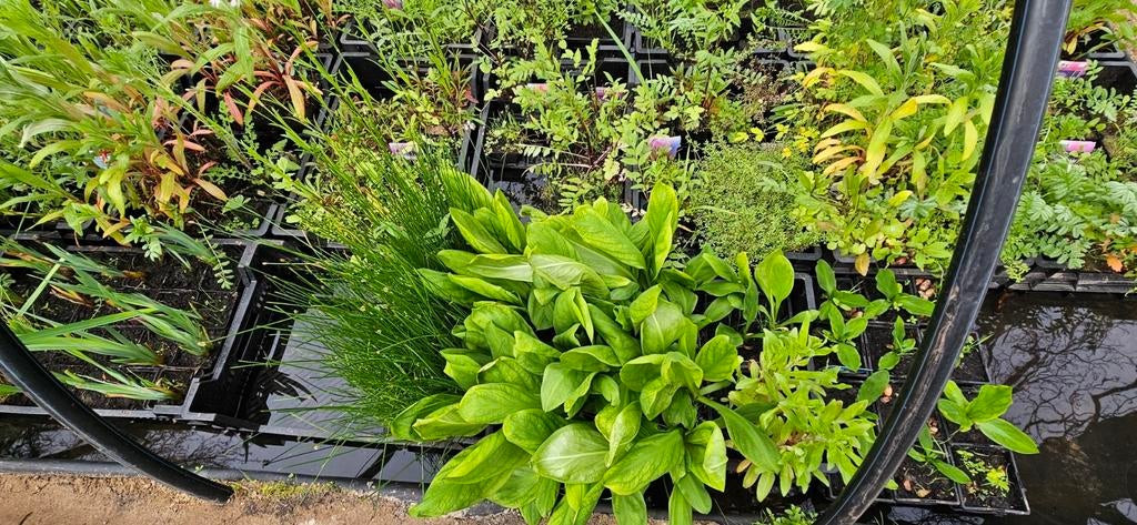 Vijverplanten, moeras planten, rand beplanting, plant advies, Ophalen, Nieuw