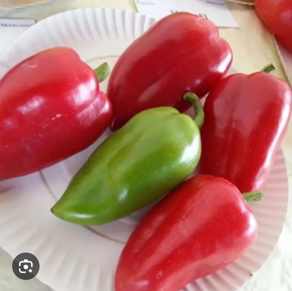 Paprika planten, Tuin en Terras, Planten | Tuinplanten, Ophalen, Volle zon, Groenteplanten, Eenjarig