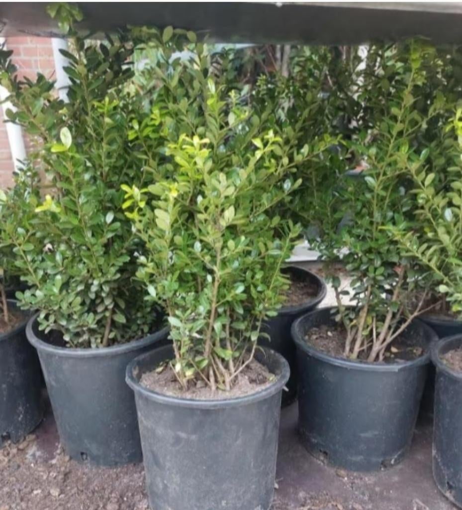 Ilex crenata Caroline Upright, Ophalen, Hulst, Minder dan 100 cm
