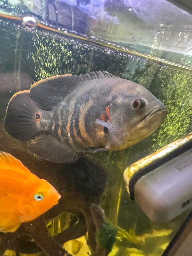 Koppel oscars, Dieren en Toebehoren, Overige typen, Zoetwatervis