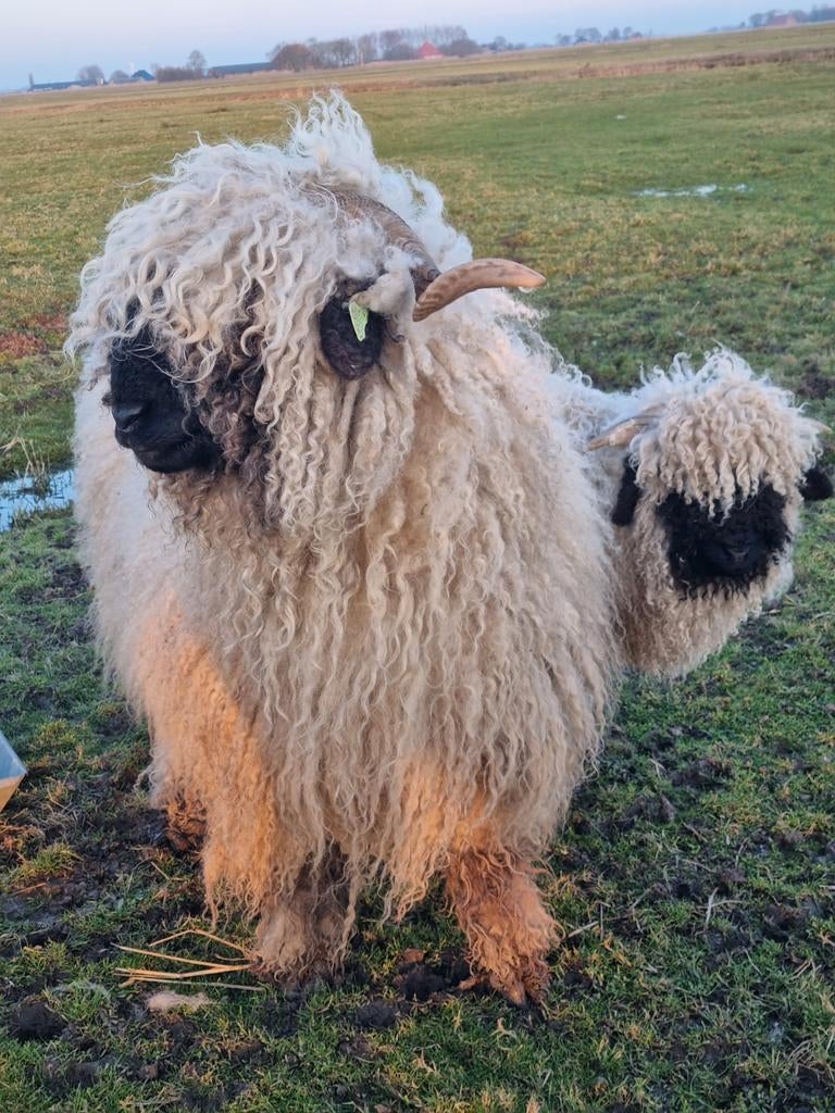 Stamboek Walliser Schwarznase ooi met ram, Dieren en Toebehoren, Schapen, Geiten en Varkens, Meerdere dieren, Schaap