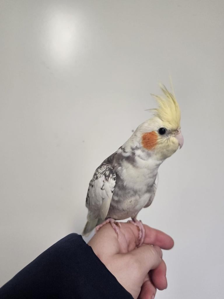 Viper zoekt een huisje! (Valkparkiet), Geslacht onbekend, Parkiet, Tam